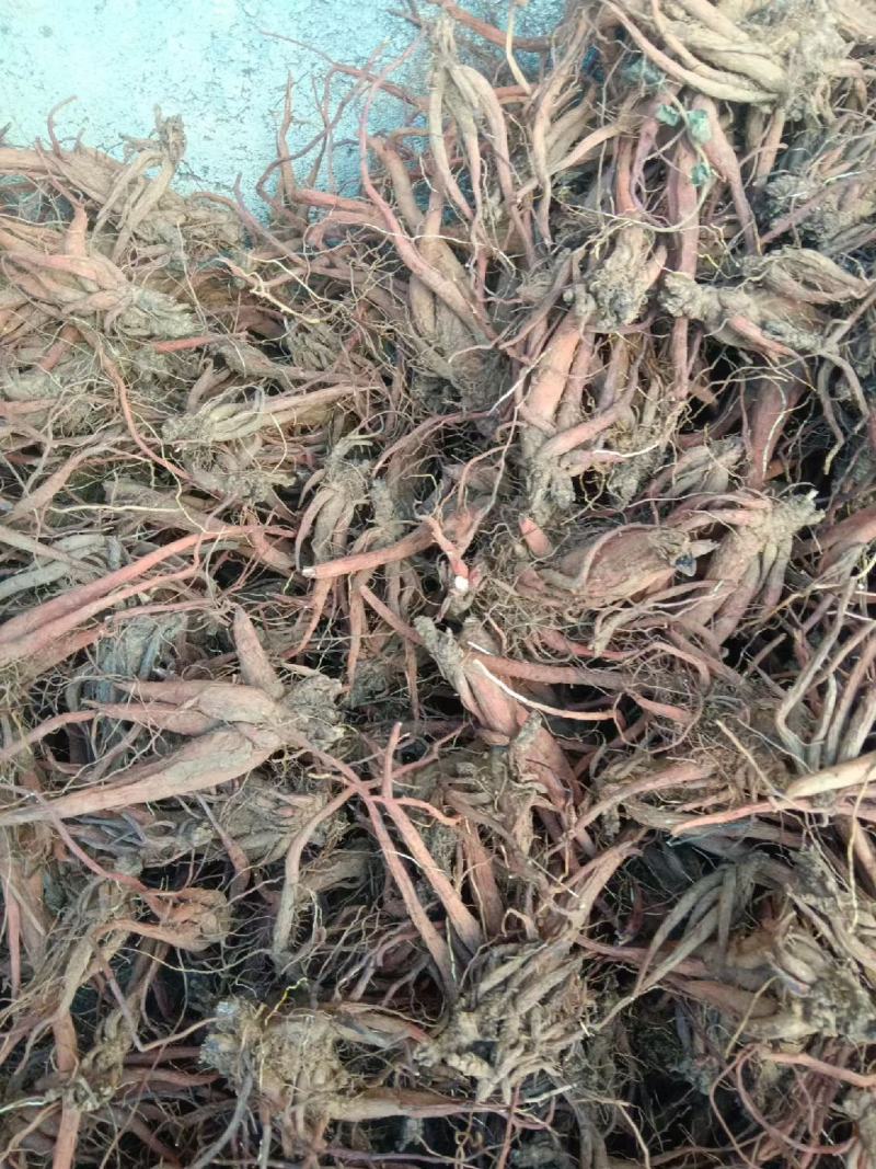 云南紫丹参大货批发无硫