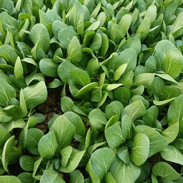 叶菜类，上海青