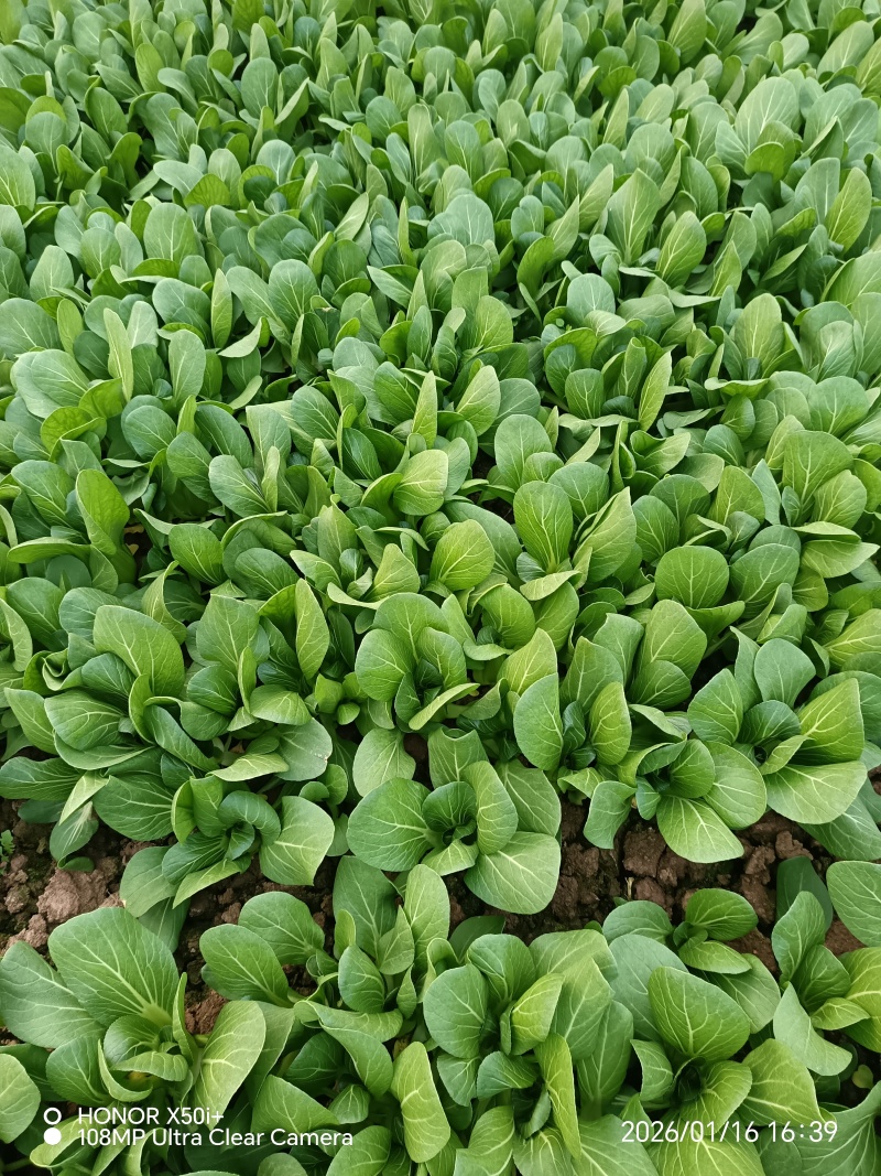 叶菜类，上海青