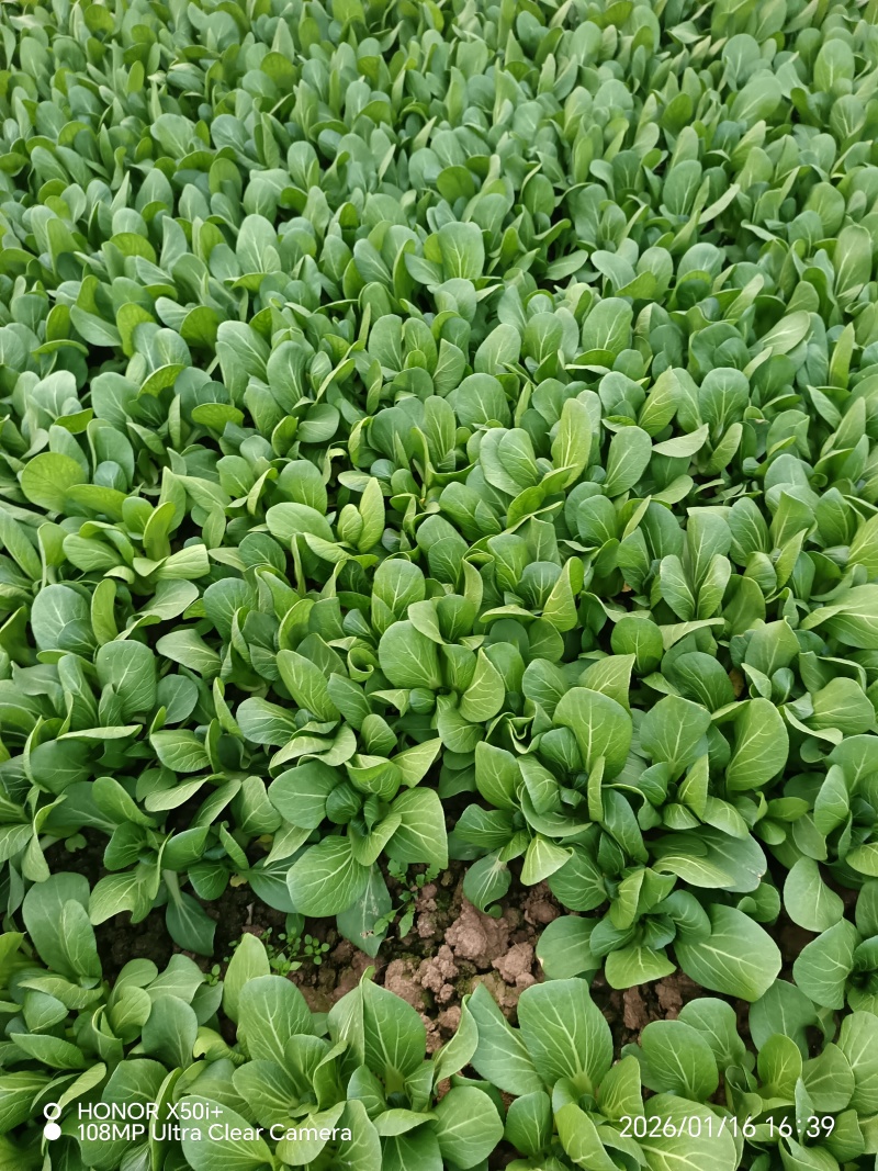 叶菜类，上海青