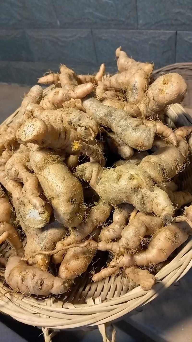 鲜生地500克焦作怀地黄新鲜地髓地黄鲜地黄饮子鲜生地鲜地