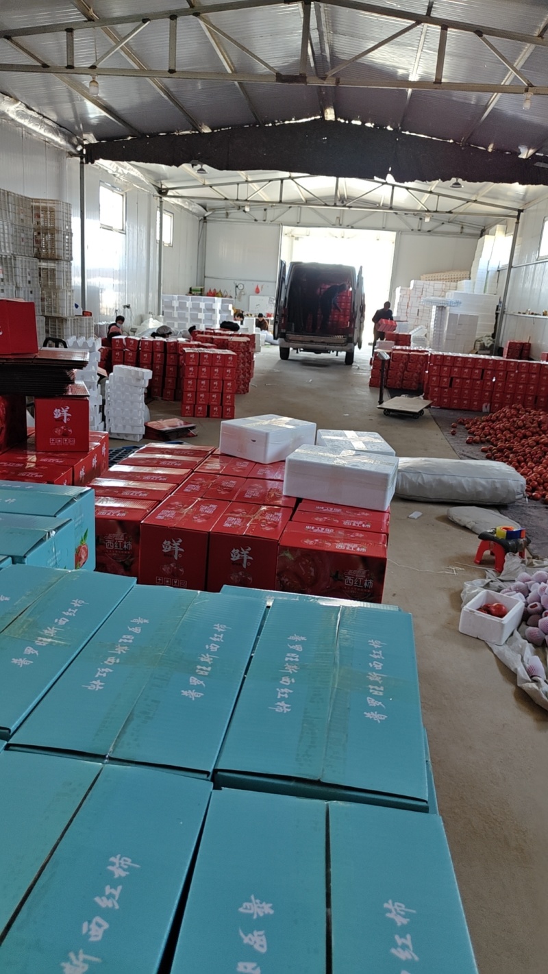 山东海阳普罗旺斯西红柿番茄正宗原产地发货