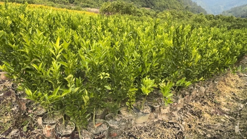 正宗红柠檬陈皮柑苗茶枝柑苗大杯苗