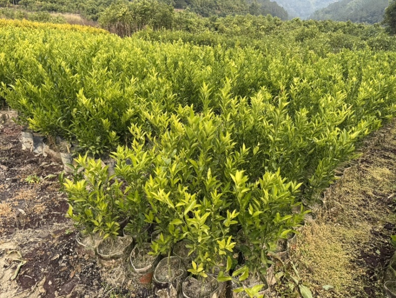 正宗红柠檬陈皮柑苗茶枝柑苗大杯苗