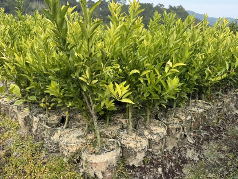 正宗红柠檬陈皮柑苗茶枝柑苗大杯苗