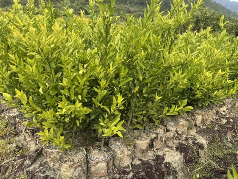 正宗红柠檬陈皮柑苗茶枝柑苗大杯苗