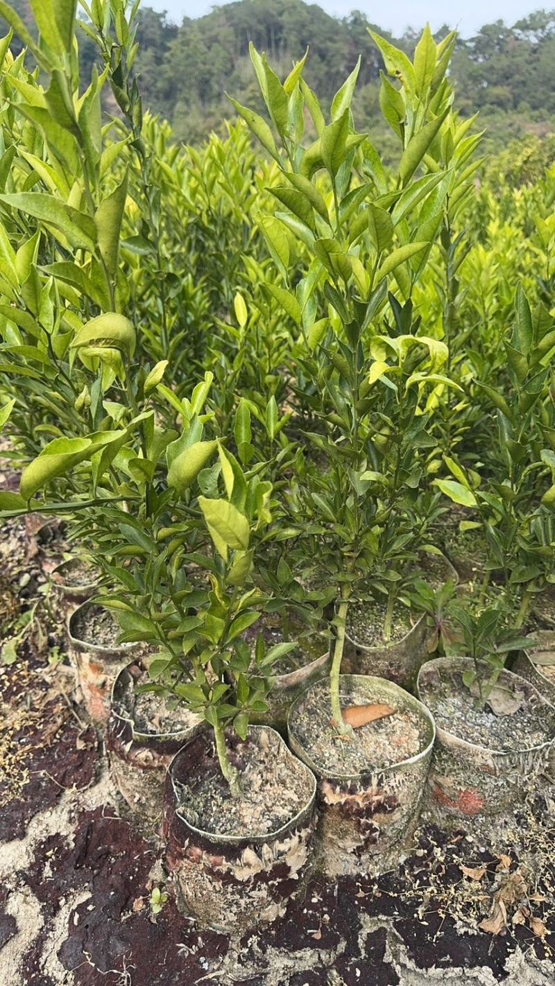 正宗红柠檬陈皮柑苗茶枝柑苗大杯苗