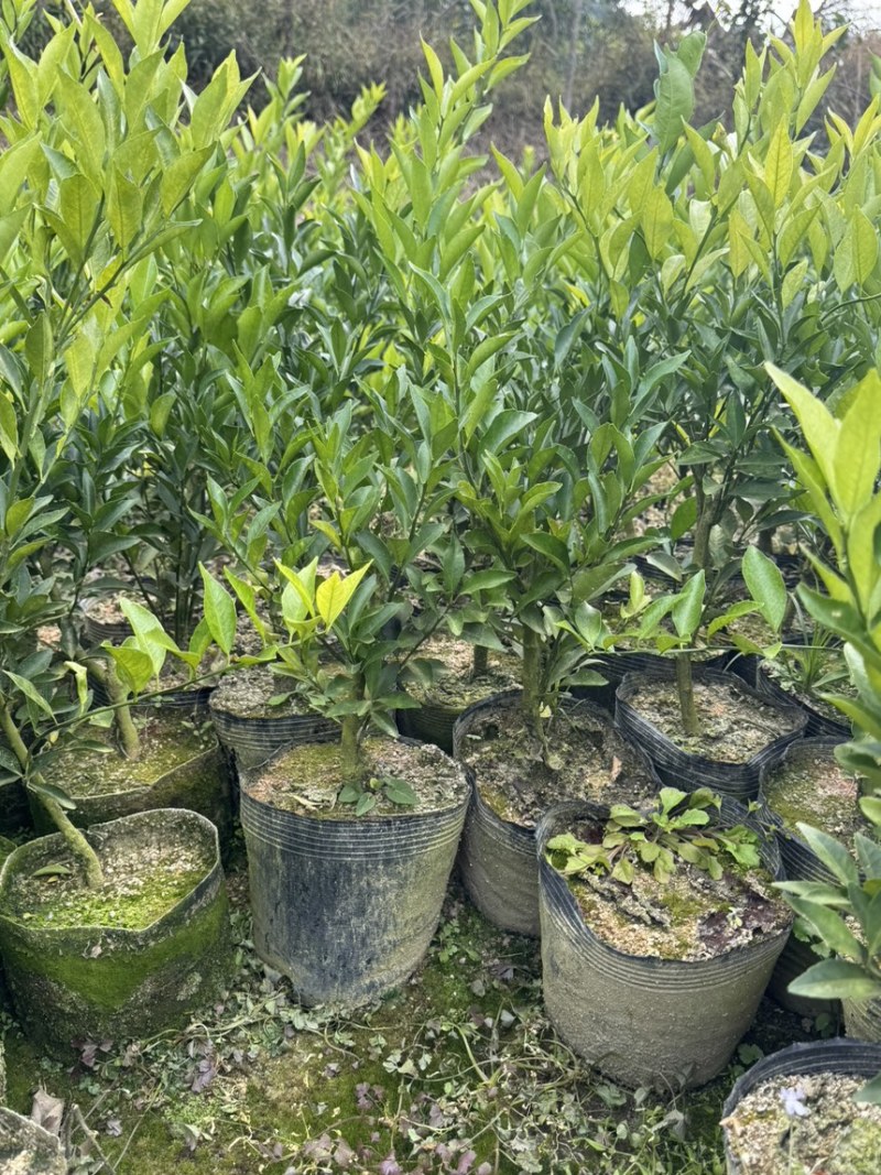 正宗红柠檬陈皮柑苗茶枝柑苗大杯苗