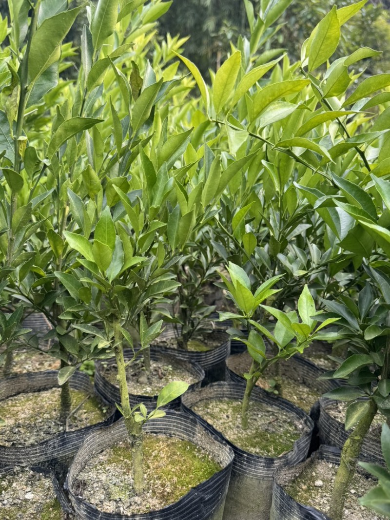 正宗红柠檬陈皮柑苗茶枝柑苗大杯苗
