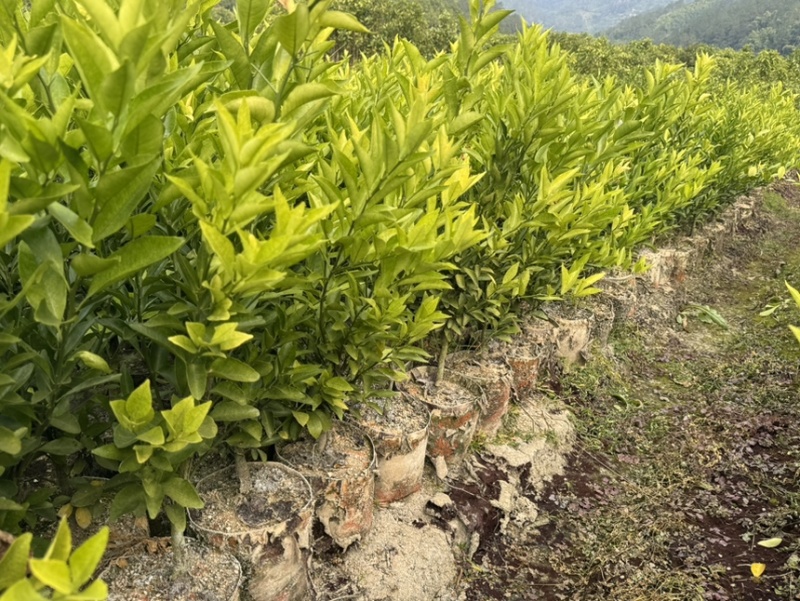 正宗红柠檬陈皮柑苗茶枝柑苗大杯苗