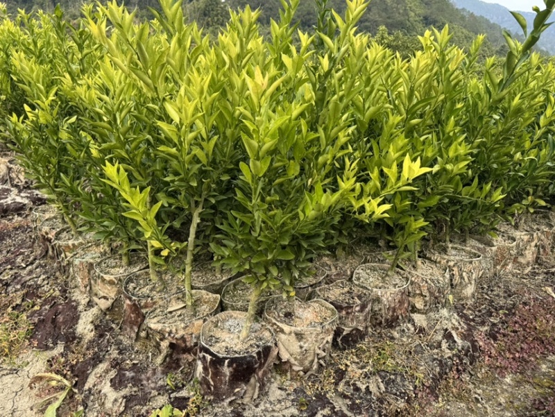 正宗红柠檬陈皮柑苗茶枝柑苗大杯苗