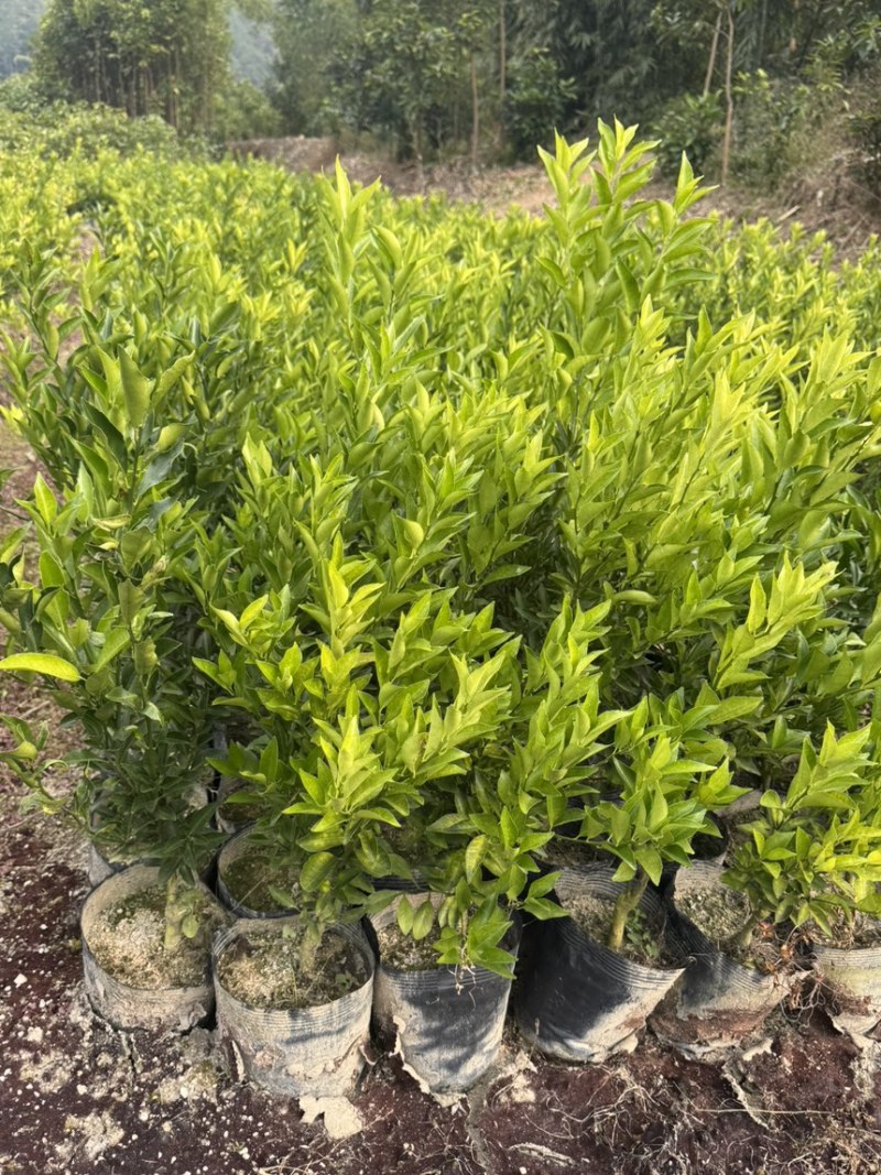 正宗红柠檬陈皮柑苗茶枝柑苗大杯苗