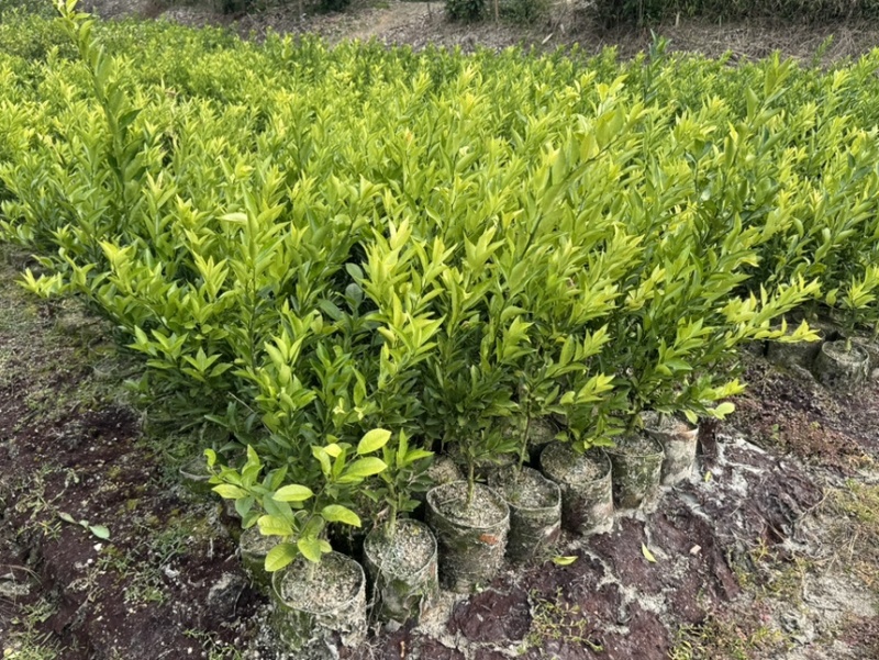 正宗红柠檬陈皮柑苗茶枝柑苗大杯苗