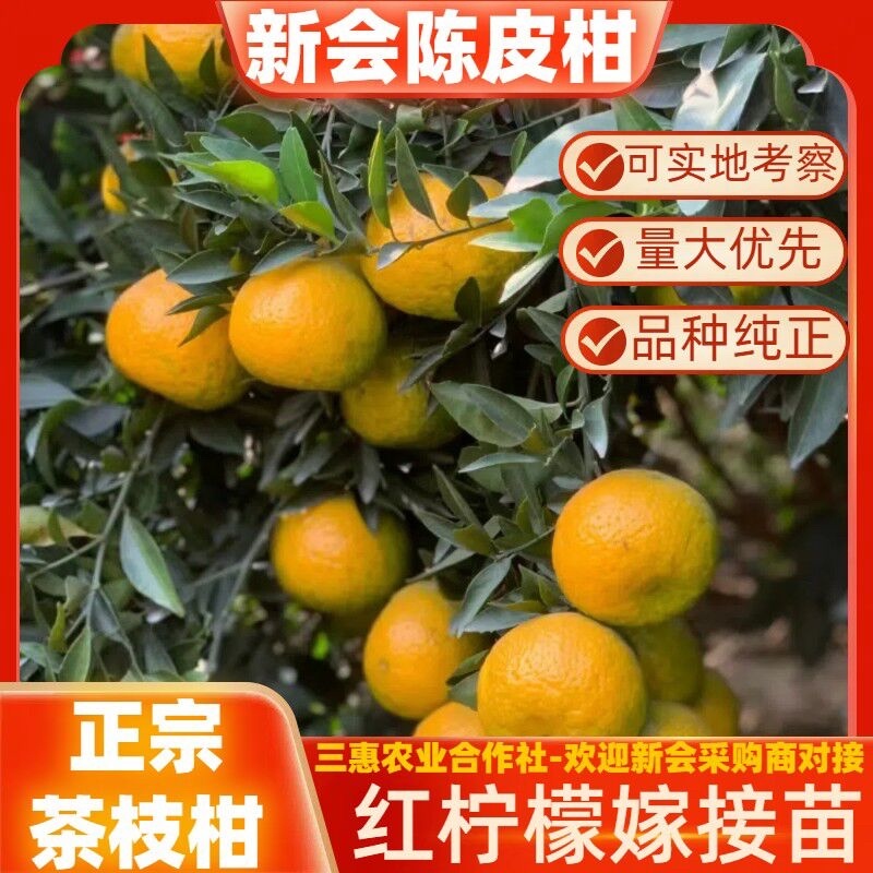 正宗红柠檬陈皮柑苗茶枝柑苗大杯苗