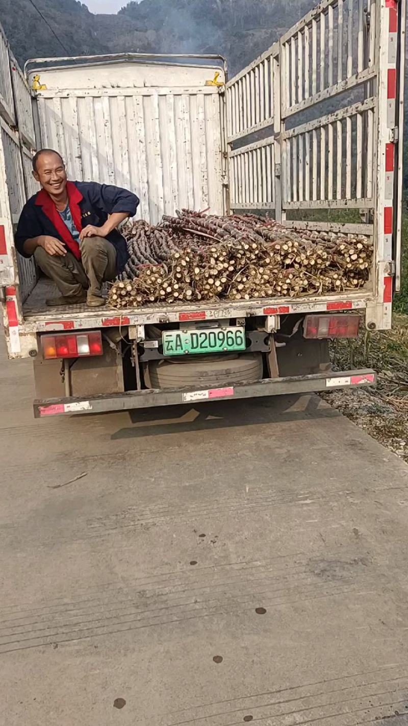 精品红皮甘蔗大量上市品质保证量大从优一手货源