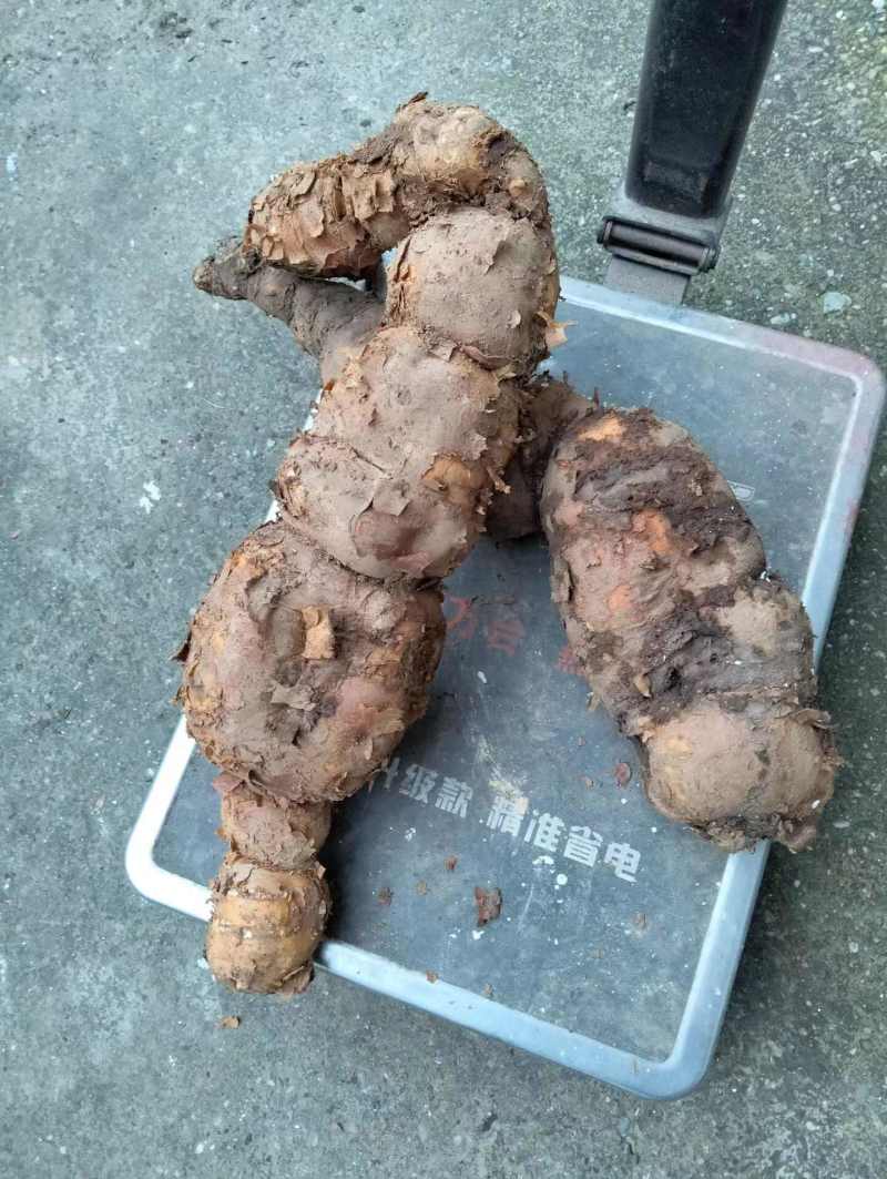 何首乌隔山消鲜白首乌湖北野山隔山撬隔山牛皮消滋补食材1斤