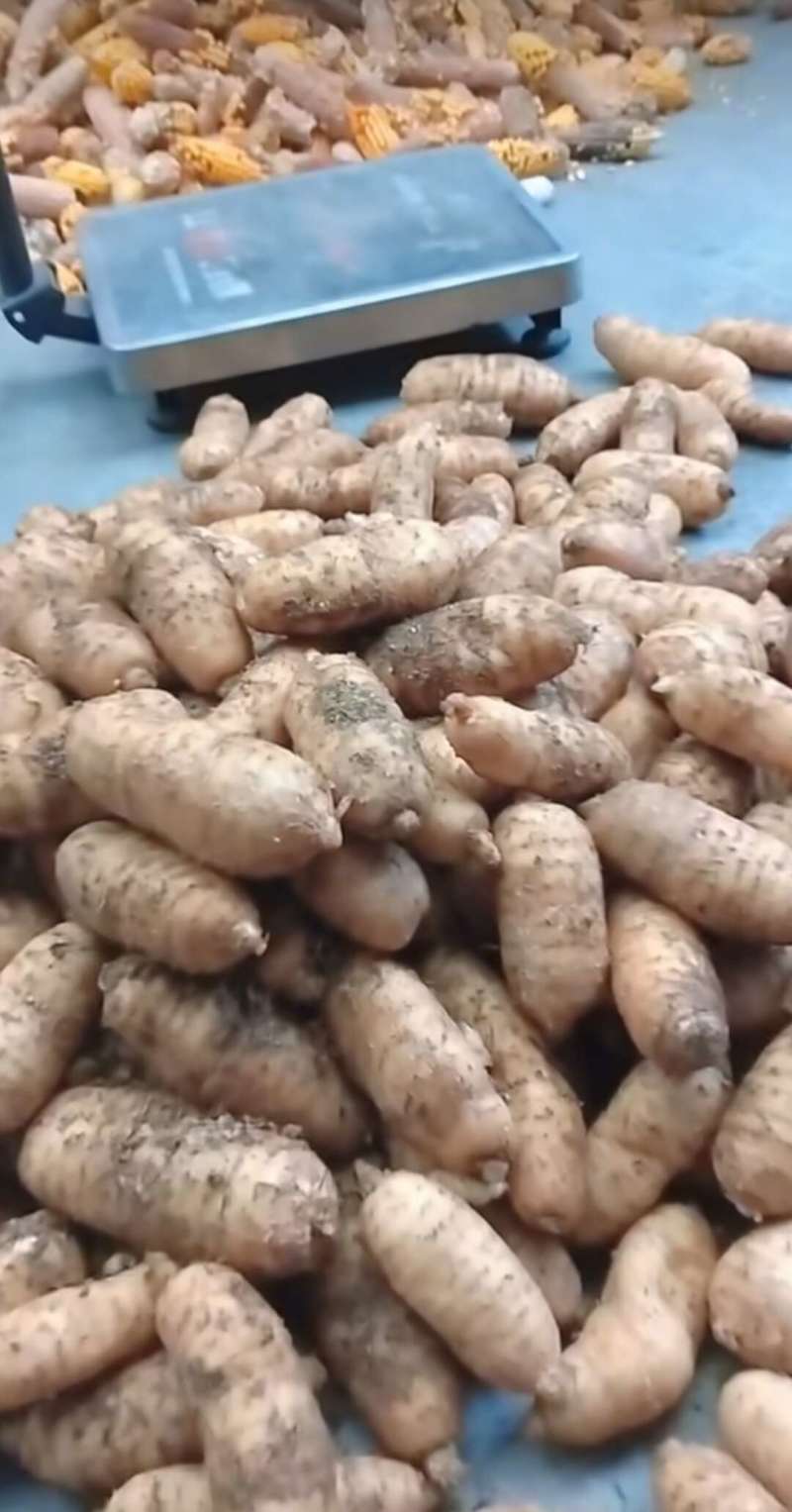 正品精选整个天麻新货500g优质新鲜生天麻切大片干货乌天