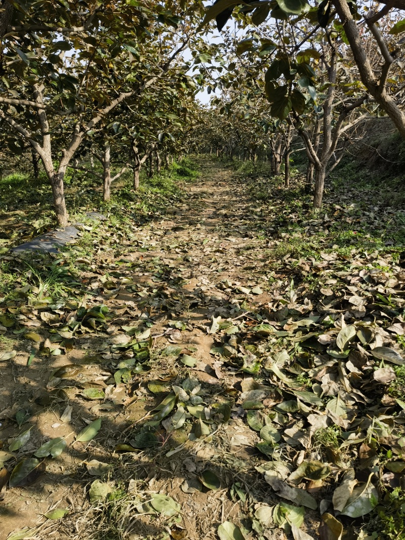 阳丰柿树，产地，山西运城