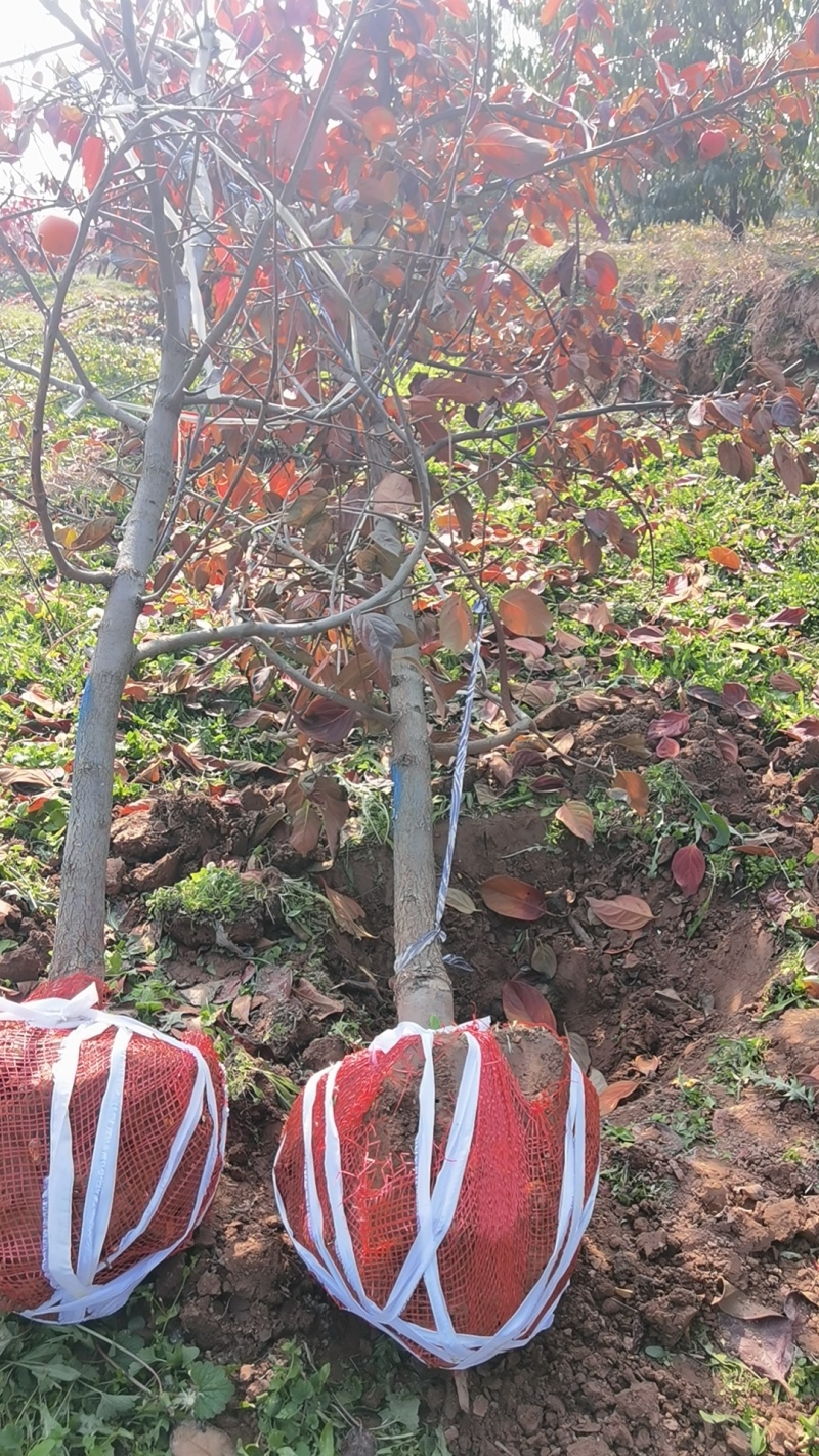 阳丰柿树，产地，山西运城