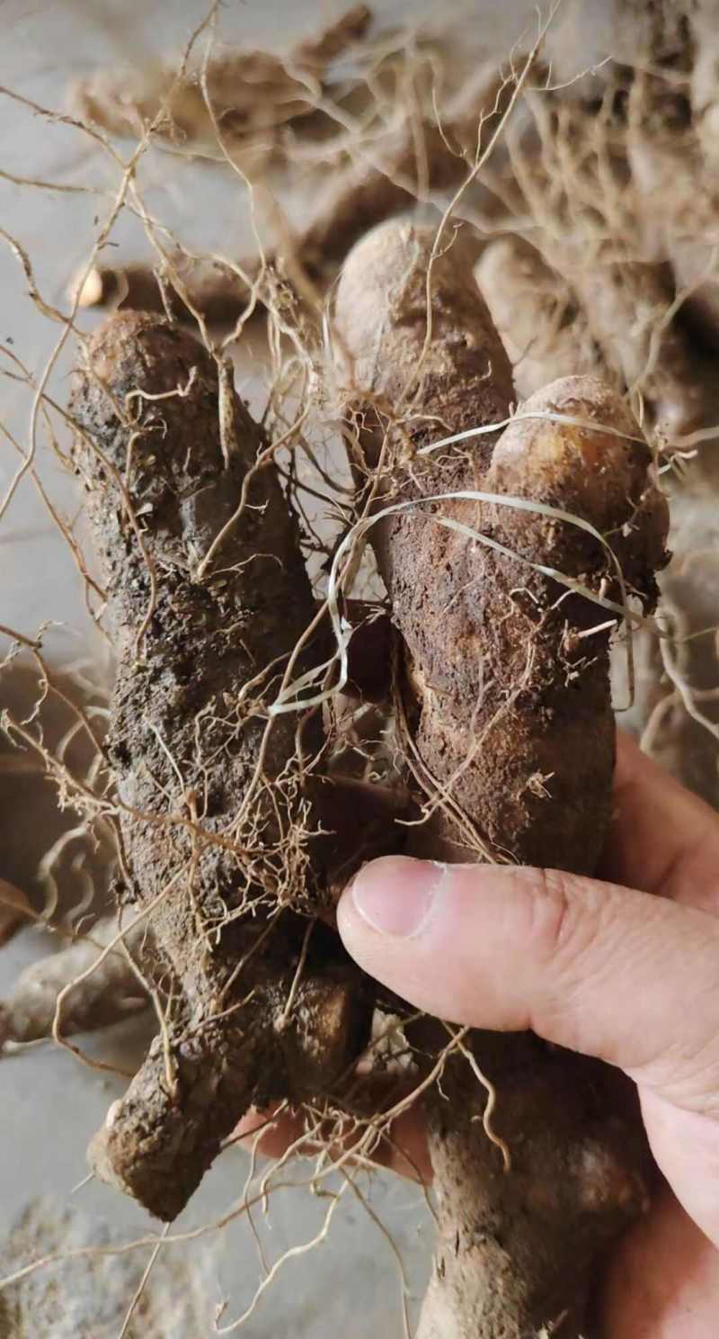湖北粗火头根毛黄姜粗黄姜黄姜种子火头根湖北中药