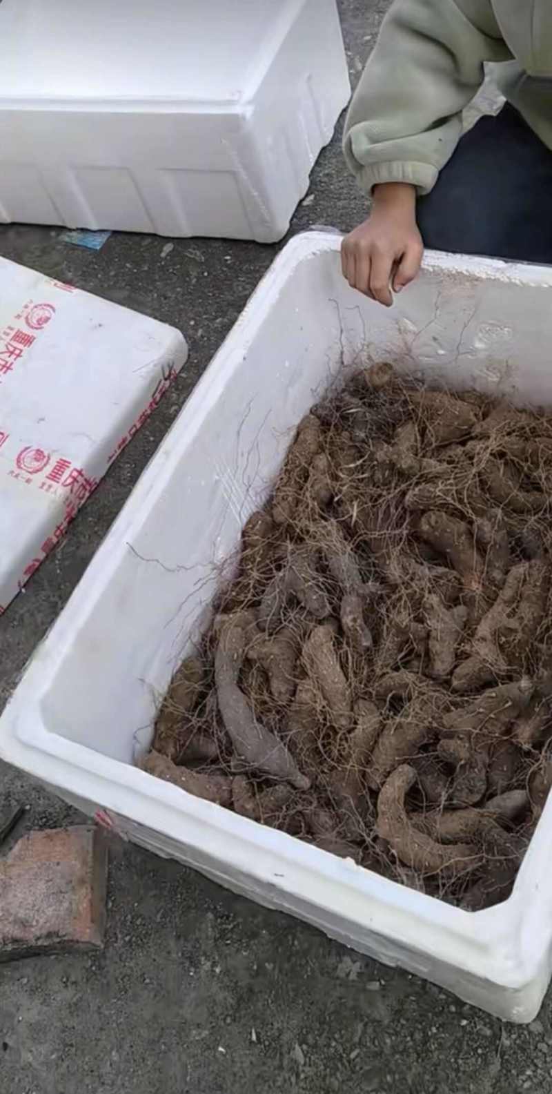 湖北粗火头根毛黄姜粗黄姜黄姜种子火头根湖北中药