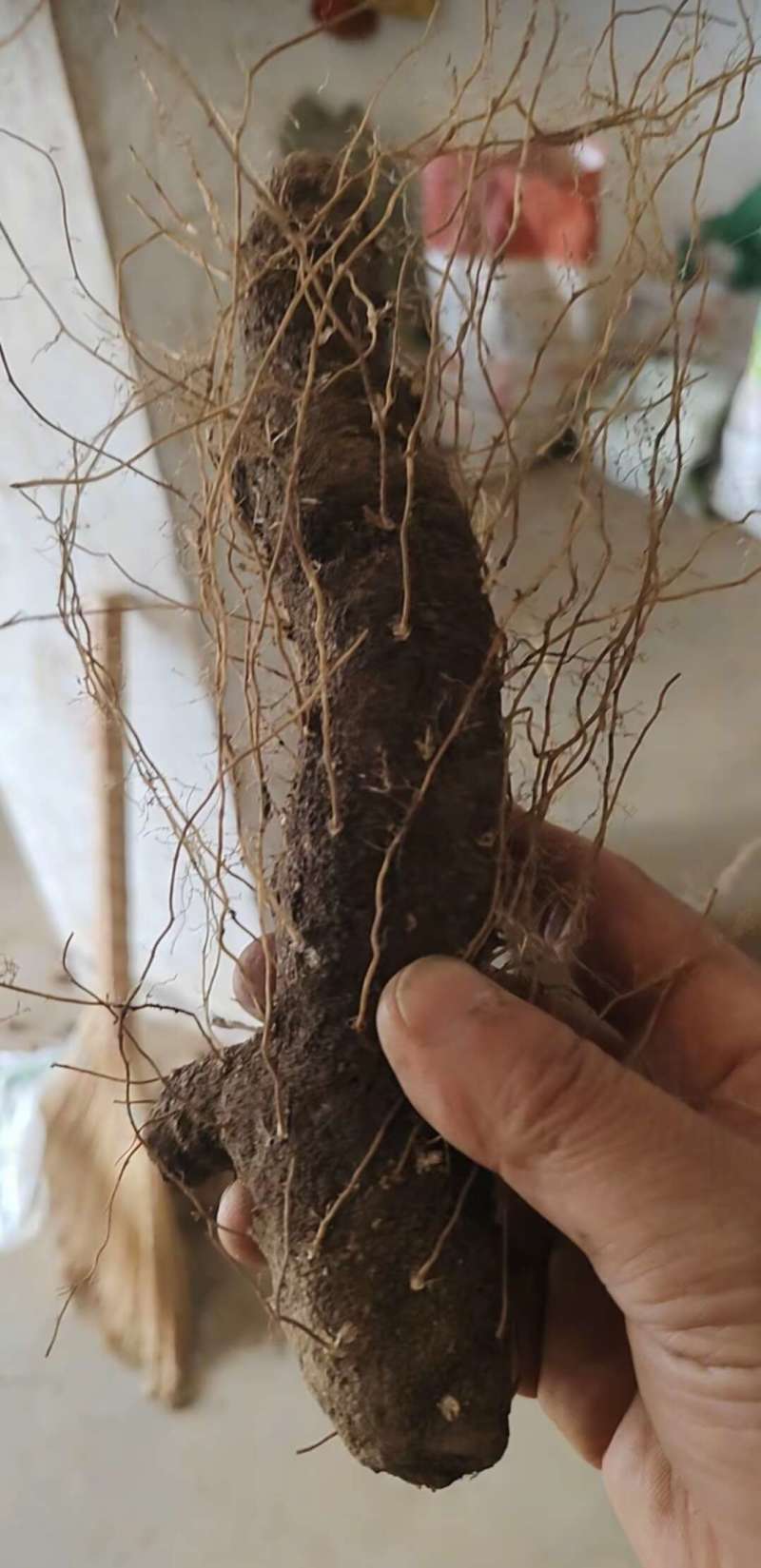湖北粗火头根毛黄姜粗黄姜黄姜种子火头根湖北中药