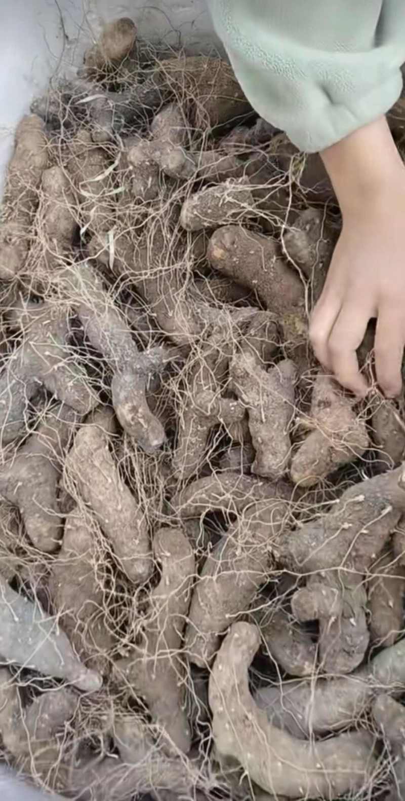 湖北粗火头根毛黄姜粗黄姜黄姜种子火头根湖北中药