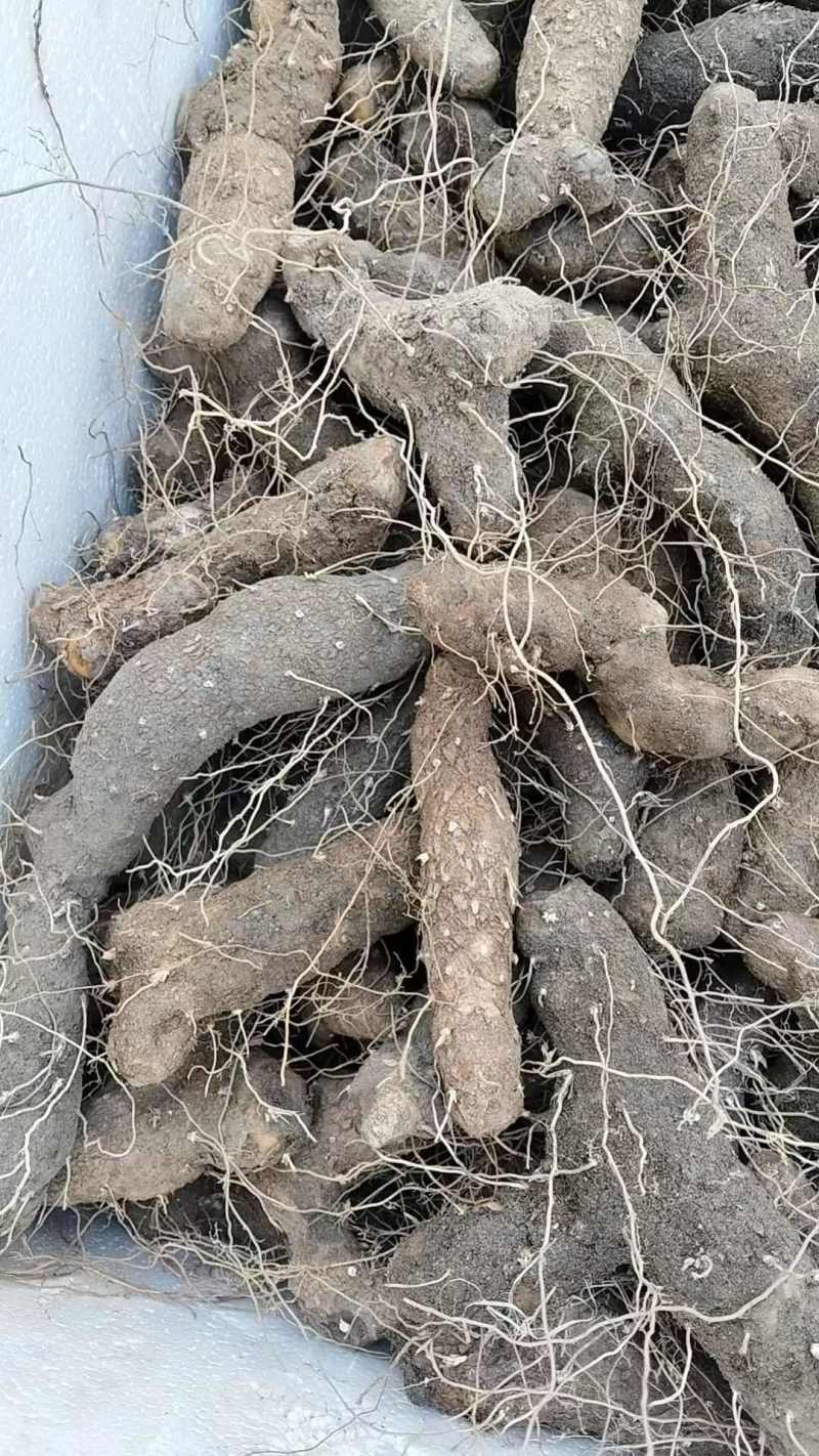 湖北粗火头根毛黄姜粗黄姜黄姜种子火头根湖北中药