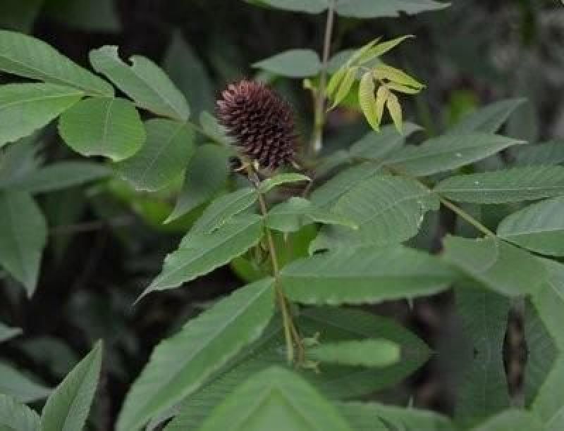 秦岭野生化香树果化香树球化香松树中药材装饰手工标本diy