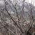 秦岭野生化香树果化香树球化香松树中药材装饰手工标本diy