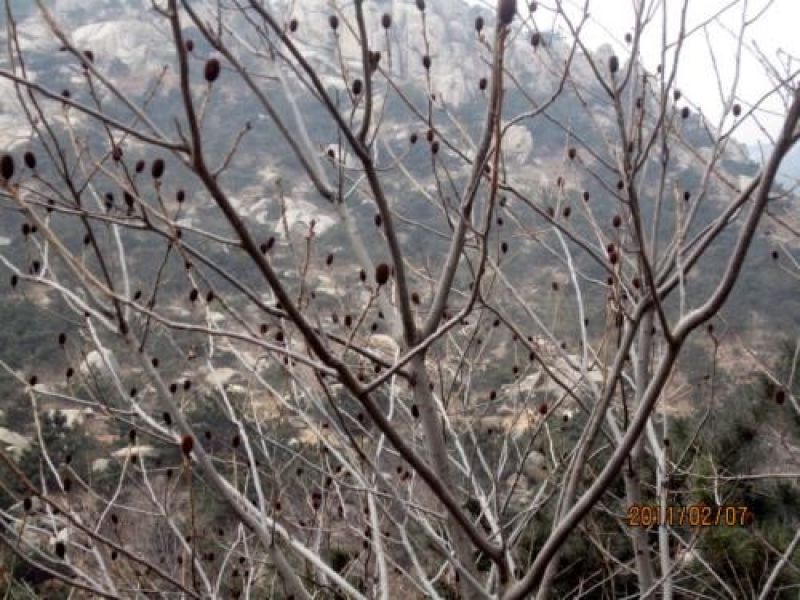 秦岭野生化香树果化香树球化香松树中药材装饰手工标本diy
