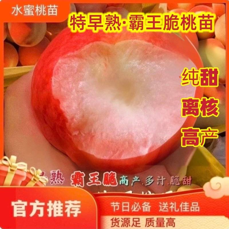 果园直发桃树苗新品种早熟霸王脆桃五月霸黄金油蟠血桃