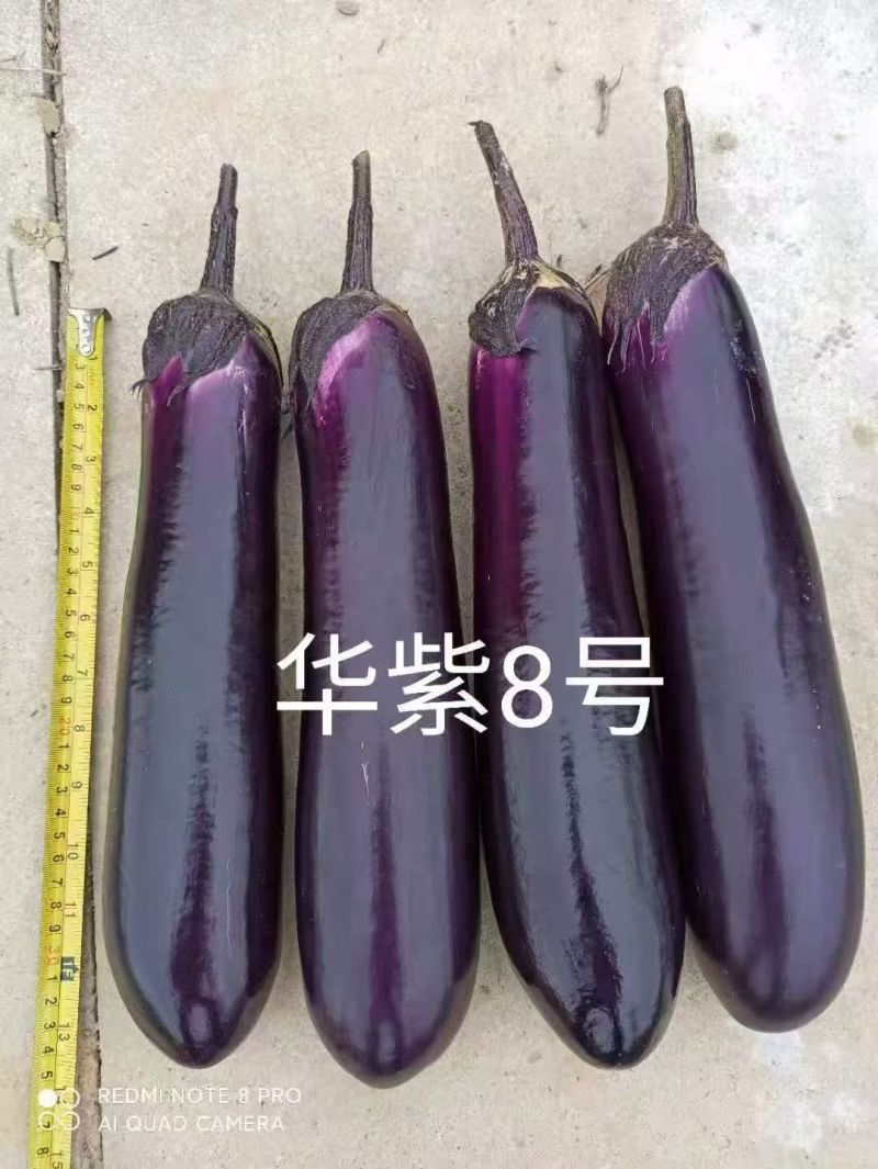 华紫8号茄子种子中熟烧烤茄种子圆底紫红长茄种子