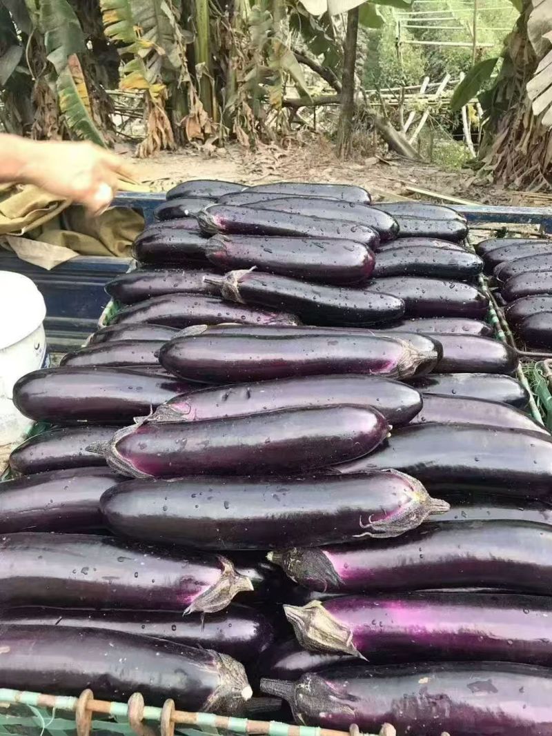 华紫8号茄子种子中熟烧烤茄种子圆底紫红长茄种子