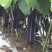 华紫8号茄子种子中熟烧烤茄种子圆底紫红长茄种子