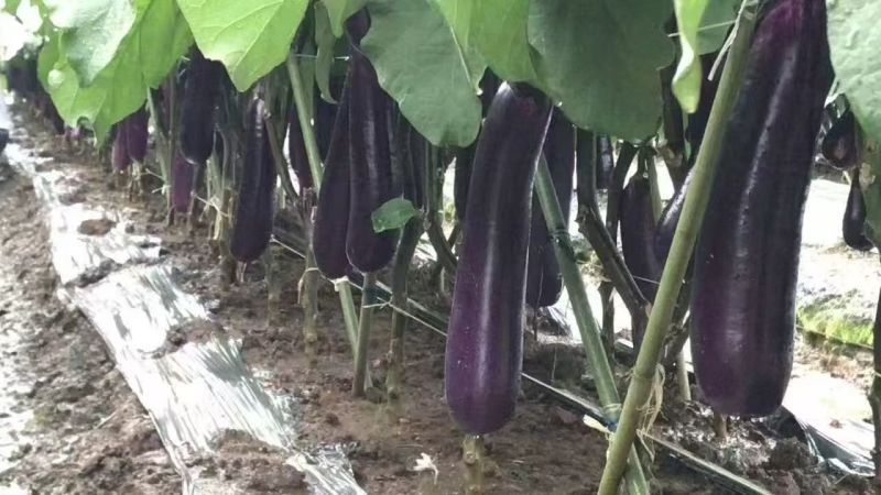 华紫8号茄子种子中熟烧烤茄种子圆底紫红长茄种子