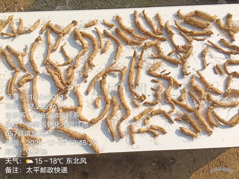 玉竹条（苇笙）