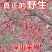 中药材山茱萸枣皮山萸肉无糖无核无硫酒萸肉纯肉泡酒泡茶批发