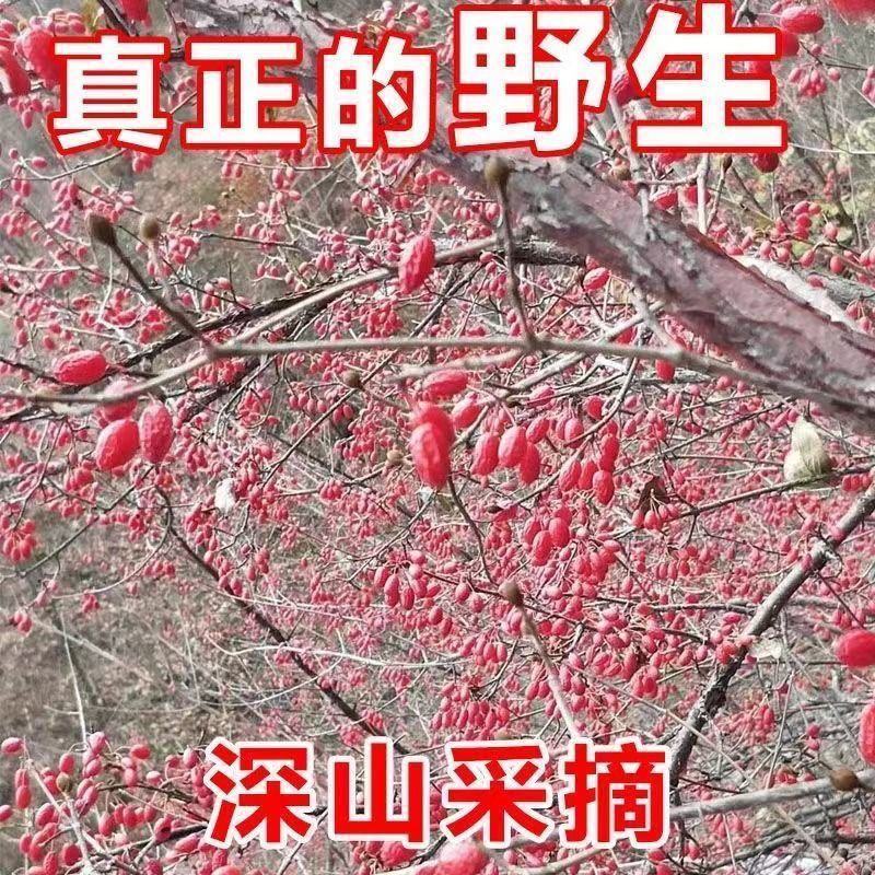 中药材山茱萸枣皮山萸肉无糖无核无硫酒萸肉纯肉泡酒泡茶批发