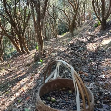 山茶油