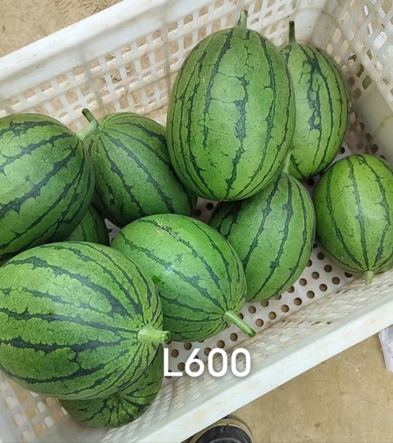 冀欢L600西瓜种子超甜礼品西瓜种子早熟杂交小型西瓜种籽