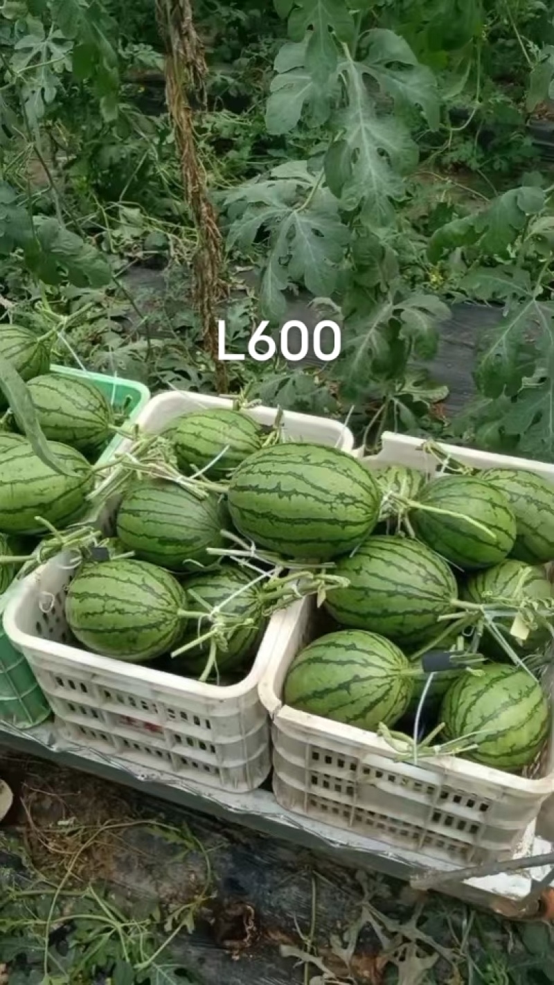 冀欢L600西瓜种子超甜礼品西瓜种子早熟杂交小型西瓜种籽