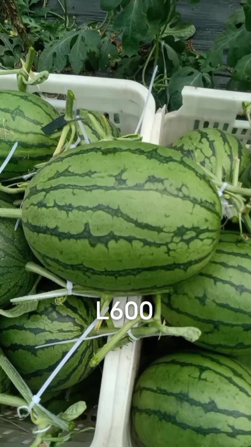 冀欢L600西瓜种子超甜礼品西瓜种子早熟杂交小型西瓜种籽