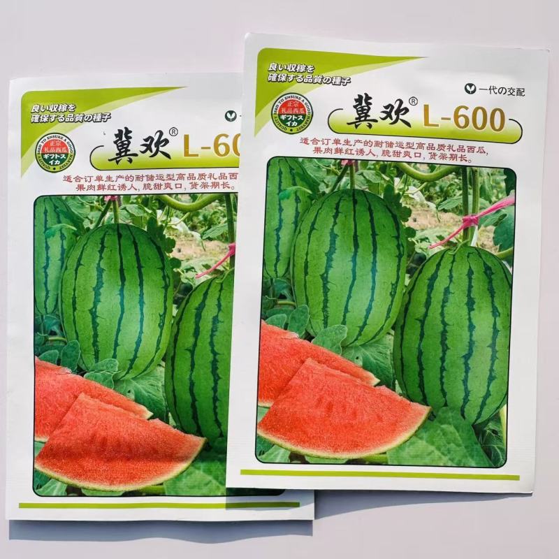 冀欢L600西瓜种子超甜礼品西瓜种子早熟杂交小型西瓜种籽