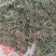 湖北石斛麻金钗下山货麻金钗野生麻金钗本地石斛