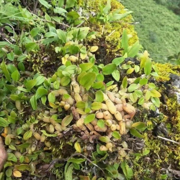 湖北石橄榄石米石橄榄尖叶石豆兰精品石米小果硬