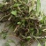 湖北石橄榄石米石橄榄尖叶石豆兰精品石米小果硬
