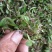 湖北石橄榄石米石橄榄尖叶石豆兰精品石米小果硬