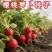 戴安娜樱桃萝卜种子早熟迷你小萝卜种籽