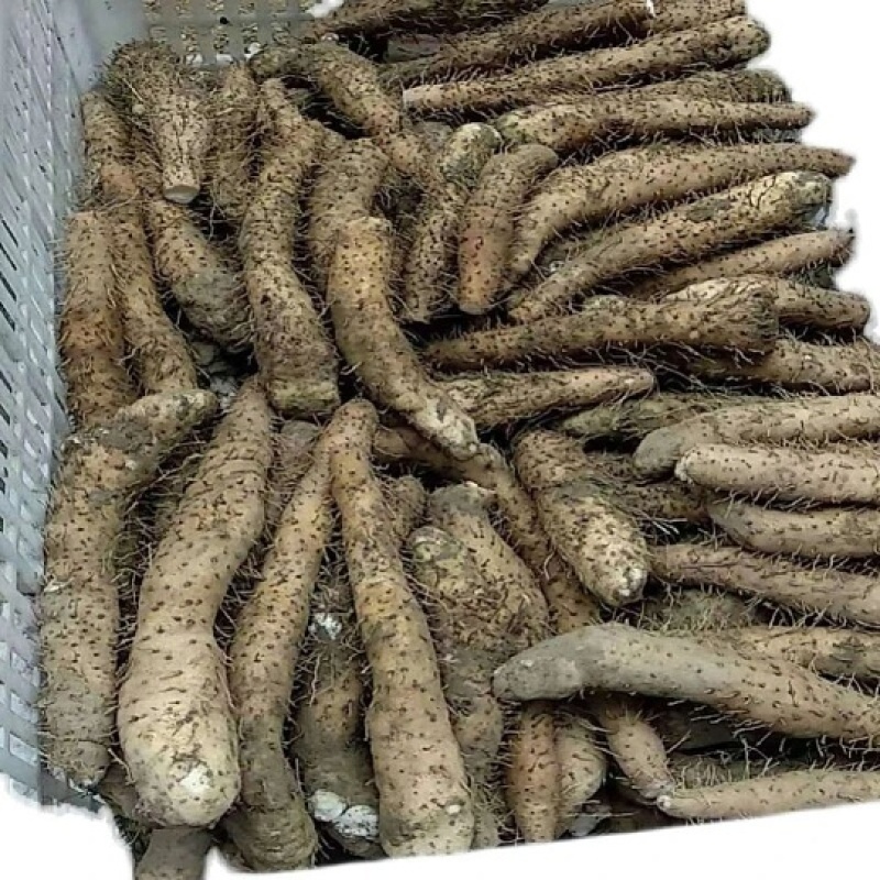 潮汕姜薯